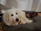 Adopt Nova a Great Pyrenees