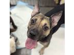 Adopt Cersi a Pit Bull Terrier