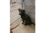 Adopt Lillith a Labrador Retriever