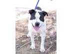 Adopt AVA a American Staffordshire Terrier, Labrador Retriever