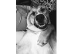 Adopt Giselle a German Shepherd Dog