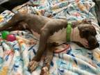 Adopt BABY BOY* a Pit Bull Terrier, Mixed Breed
