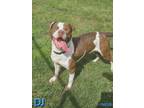 Adopt DJ a Pit Bull Terrier, Hound