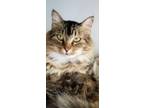 Adopt Jessie (taboo) a Domestic Long Hair