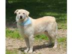 Adopt Banzai a Great Pyrenees