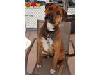 Adopt DAWSON a Labrador Retriever, Mixed Breed