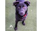 Adopt Bandit a Border Collie, Spaniel