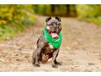 Adopt APPA a Pit Bull Terrier