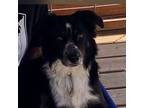 Adopt Buck a Australian Shepherd, Border Collie