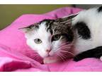 Kai Domestic Shorthair Young Male