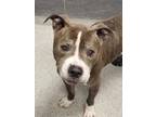 Twinkle Toes American Pit Bull Terrier Senior Male