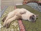 Muffin Siamese Senior Female