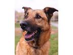 Gemma German Shepherd Dog Adult Female