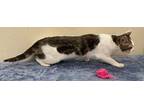 KITTEN EVA Domestic Shorthair Young Female