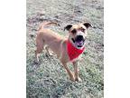 Cinnamon Black Mouth Cur Adult Female
