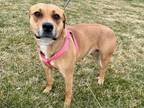 Penny American Pit Bull Terrier Adult Female