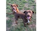 Hershey Labrador Retriever Adult Male