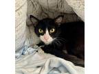 Ditto Domestic Shorthair Kitten Male