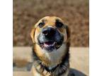 Tris German Shepherd Dog Adult Female