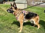 Sheba German Shepherd Dog Adult Female