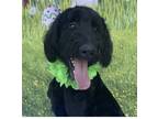 Adopt ZAYDEN a Standard Poodle, Golden Retriever