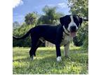 Adopt JUNIOR a Hound