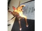 Adopt Andy- Red a Mixed Breed