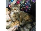 Blossom Domestic Shorthair Adult Female