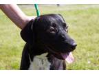 Winnie Retriever (Unknown Type) Adult Female