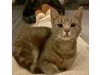 KITTEN MURPHY GIRL Domestic Shorthair Young Female