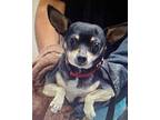 Kerby Chihuahua Adult Male