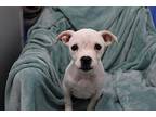 Loretta Mixed Breed (Small) Puppy Female