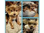 Parker Yorkie, Yorkshire Terrier Senior Male