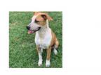 Adopt Tonka a Hound