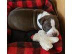 Tobias Puppy Male