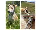 Adopt Spud a Labrador Retriever