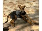 Adopt Bundt Cake a Border Collie