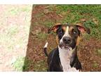 Myna Hound (Unknown Type) Young Female