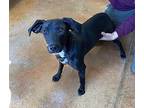 Sweet Pea Labrador Retriever Young Female