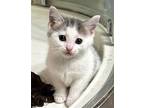 4 YOUNG KITTENS Calico Kitten Female