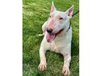 Scout Bull Terrier Adult Male