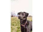 Adopt Basil a Labrador Retriever
