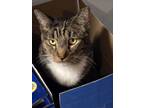 Adopt Twilight a Domestic Short Hair, Tabby