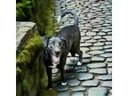 Adopt Ace a Labrador Retriever