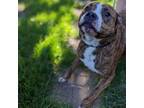 Adopt Knox a Mixed Breed