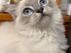 Blue Point Lynx Ragdoll Kitten