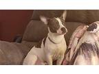 Bugsy aka monkey foster or adopter needed Boston Terrier Young Male