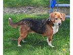 Marcy Beagle Adult Female