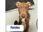 Parsley Labrador Retriever Puppy Male