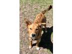 Celia Mixed Breed (Medium) Puppy Female